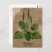 Carte postale Plantain vintage (Devant / Derrière)