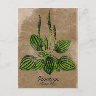 Carte postale Plantain vintage