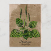 Carte postale Plantain vintage (Devant)