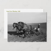 Carte Postale Plantation de maïs dans l'Iowa (Devant / Derrière)