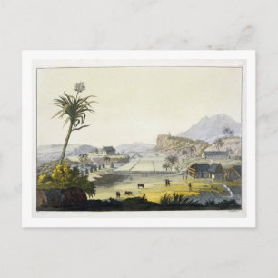 Carte Postale Plantation de sucre, Antilles (gravure couleur)