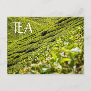 Carte Postale Plantation de thé