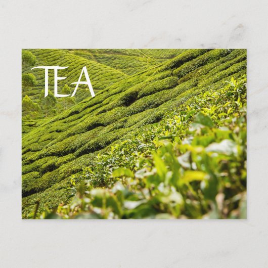 Carte Postale Plantation de thé (Devant)