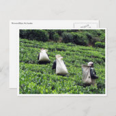 Carte Postale plantation de thé (Devant / Derrière)