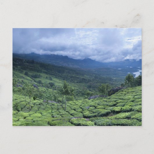 Carte Postale plantation de thé 2 Kerala Etat Inde (Devant)