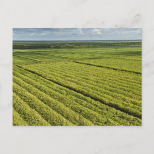 Carte Postale Plantations de canne à sucre, Guyana