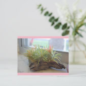 Carte postale Plante (Debout devant)