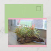 Carte postale Plante (Devant / Derrière)