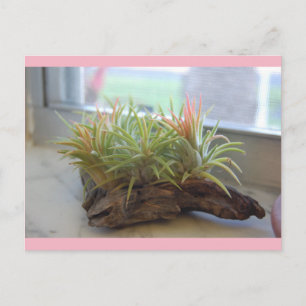 Carte postale Plante