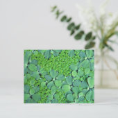 Carte Postale Plante (Debout devant)