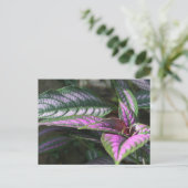 Carte postale plante (Debout devant)