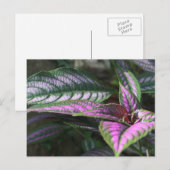 Carte postale plante (Devant / Derrière)