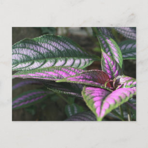 Carte postale plante