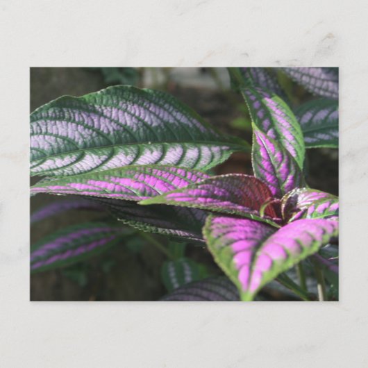 Carte postale plante (Devant)