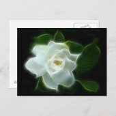 Carte Postale Plante à fleurs de Gardenia blanc (Devant / Derrière)