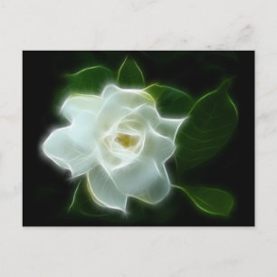 Carte Postale Plante à fleurs de Gardenia blanc