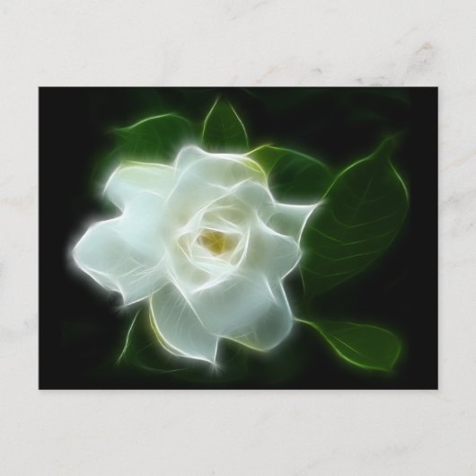 Carte Postale Plante à fleurs de Gardenia blanc (Devant)