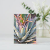 Carte postale plante Agave (Debout devant)