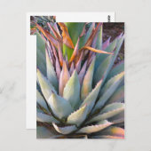 Carte postale plante Agave (Devant / Derrière)