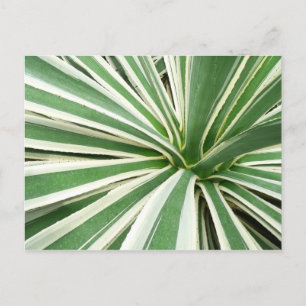 Carte Postale Plante Agave Vert et blanc rayé