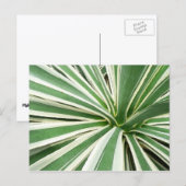 Carte Postale Plante Agave Vert et blanc rayé (Devant / Derrière)