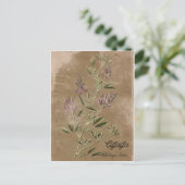 Carte Postale Plante Alfalfa de style vintage (Debout devant)