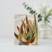 Carte postale plante Aloe (Debout devant)