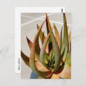 Carte postale plante Aloe (Devant / Derrière)