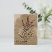 Carte Postale Plante Amaranth de style vintage (Debout devant)
