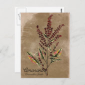 Carte Postale Plante Amaranth de style vintage (Devant / Derrière)