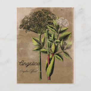 Carte Postale Plante Angelica de style vintage