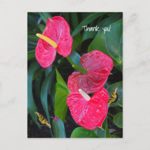 Carte Postale Plante Anthurium du Coeur Rouge