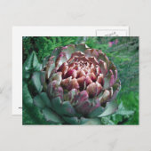 Carte Postale Plante Artichoke ouvert. (Devant / Derrière)