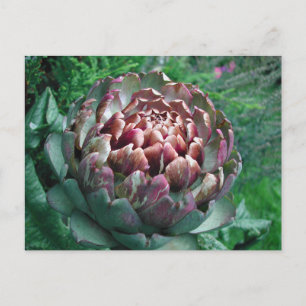 Carte Postale Plante Artichoke ouvert.