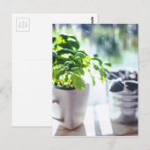 Carte Postale Plante Basil (Devant / Derrière)