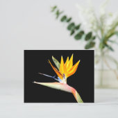 Carte postale Plante Bird of Paradise (Debout devant)