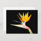 Carte postale Plante Bird of Paradise (Devant / Derrière)