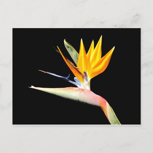Carte postale Plante Bird of Paradise (Devant)
