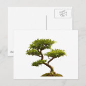 Carte Postale Plante Bonsai (Devant / Derrière)