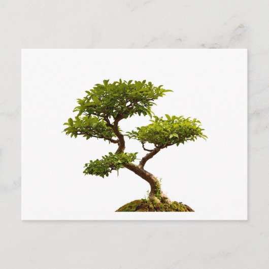 Carte Postale Plante Bonsai (Devant)