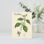 Carte Postale Plante café vintage (Debout devant)