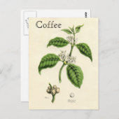 Carte Postale Plante café vintage (Devant / Derrière)