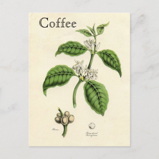 Carte Postale Plante café vintage (Devant)
