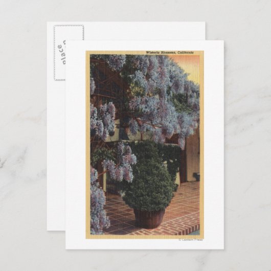 Carte Postale Plante CaliforniaWisteria en Bloom (Devant / Derrière)