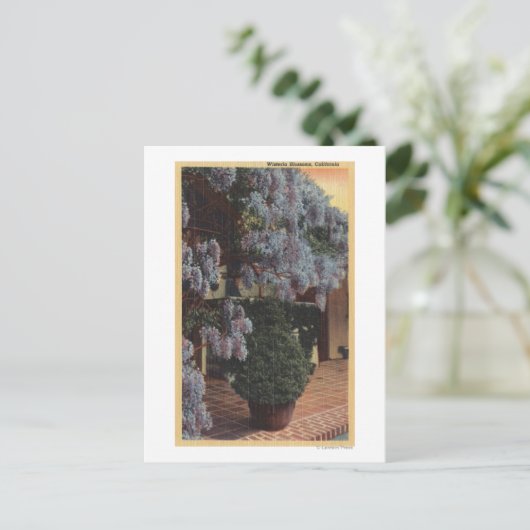Carte Postale Plante CaliforniaWisteria en Bloom (Debout devant)
