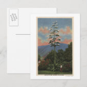 Carte Postale Plante californien en fleurs (Devant / Derrière)