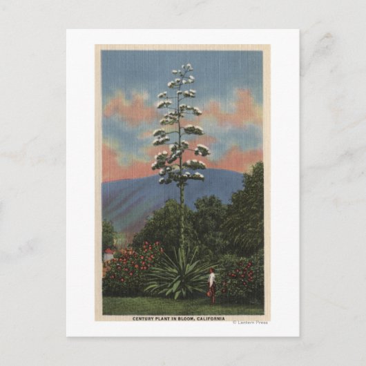 Carte Postale Plante californien en fleurs (Devant)