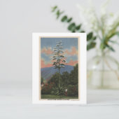 Carte Postale Plante californien en fleurs (Debout devant)