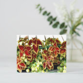 Carte postale Plante Coleus (Debout devant)