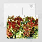 Carte postale Plante Coleus (Devant / Derrière)